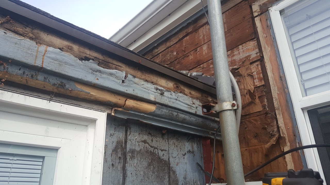 Mold and Rot Repair